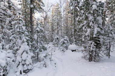 Sibirya 'da kış ormanı
