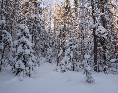 Kış orman insiberia
