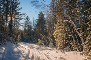 Sibirya 'da kış ormanı