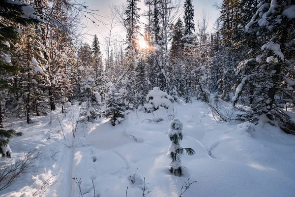 Bosque de invierno en Siberia — Foto de Stock