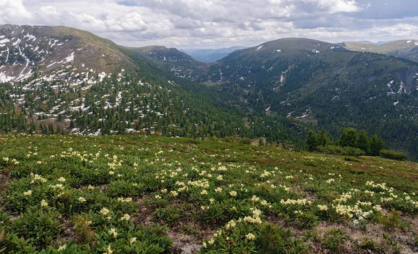 Blooming Rhodendron Mountains Khamar Daban — Stock Photo, Image