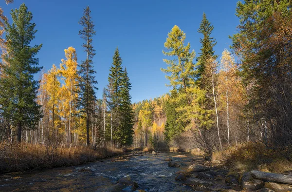 Doğu Sibirya, Irkutsk bölgesi sonbahar nehir Olha
