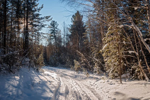 Camino Invierno Bosque — Foto de Stock