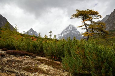 Dağ Kodar Doğu Sibirya, Transbaikalia