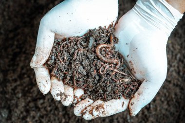 Vermicompost gübresi ağaç dikmek için, adamın elinde organik gübre var, elinde toprak solucanı var.