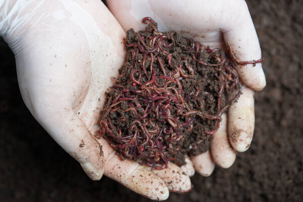 Vermicompost fertilizer for planting trees, The man's hand is showing organic fertilizer, 