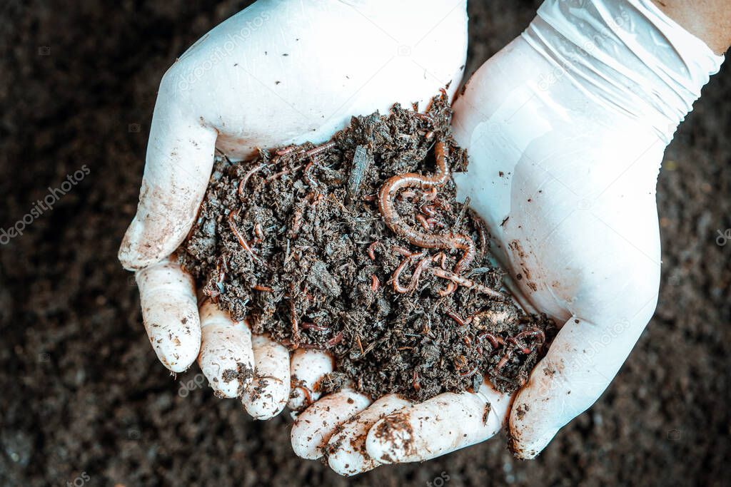 Vermicompost fertilizer for planting trees, The man's hand is showing organic fertilizer make with earthworm, earthworm in hand