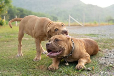 Mutlu Amerikan Pitbull 'u bahçede