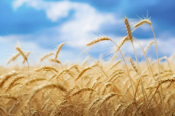 Zralé pšenice a modrá obloha — Stock fotografie