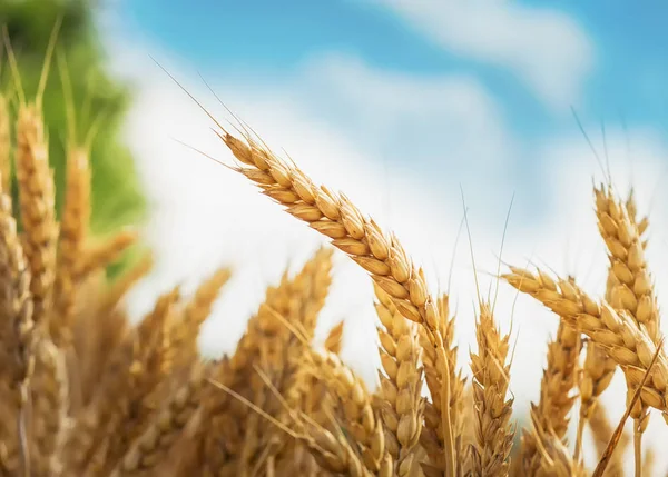 Spiga di grano — Foto Stock