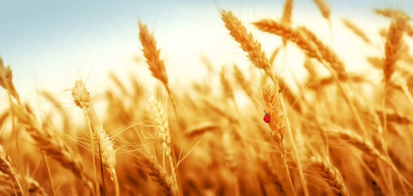 Golden wheat field and ladybug