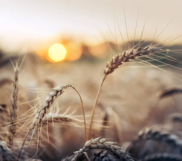 Wheat in sunset — Stock Photo, Image