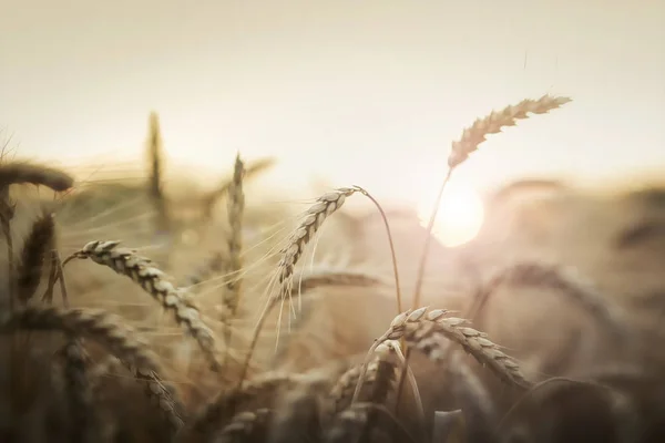 Pšenice v západu slunce — Stock fotografie
