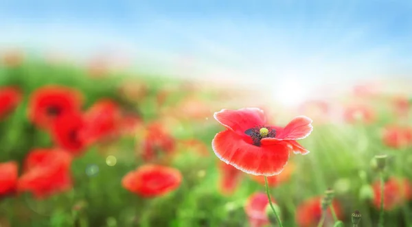 Fiore di papavero su verde — Foto Stock