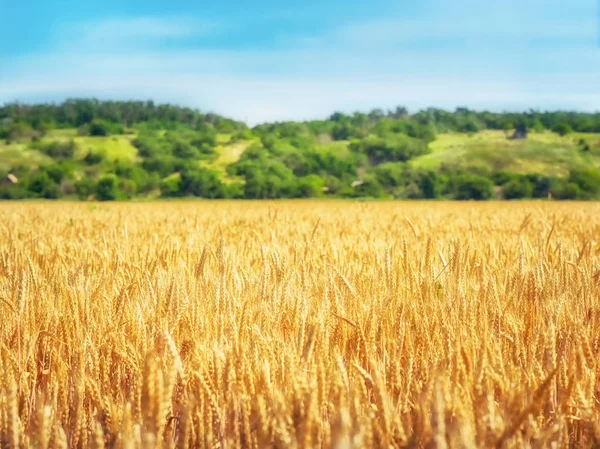 Weizenfeld und Bäume — Stockfoto