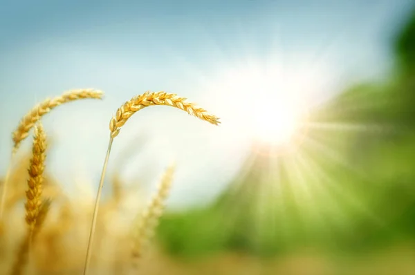 Vete och solen — Stockfoto