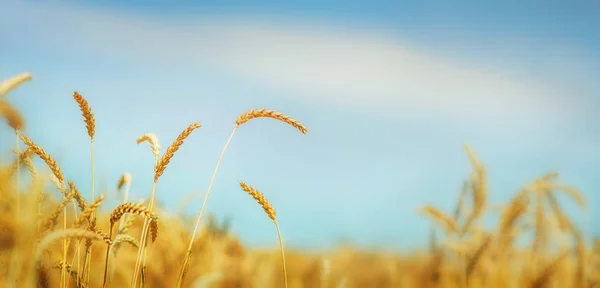 Hintergrund Weizenfeld — Stockfoto