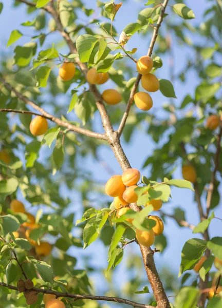 Albaricoques maduros en un árbol —  Fotos de Stock