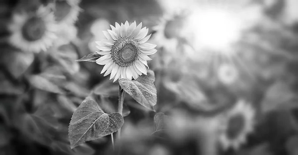 Girassol e sol — Fotografia de Stock