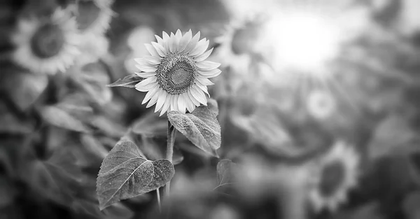 Zonnebloem en zon — Stockfoto