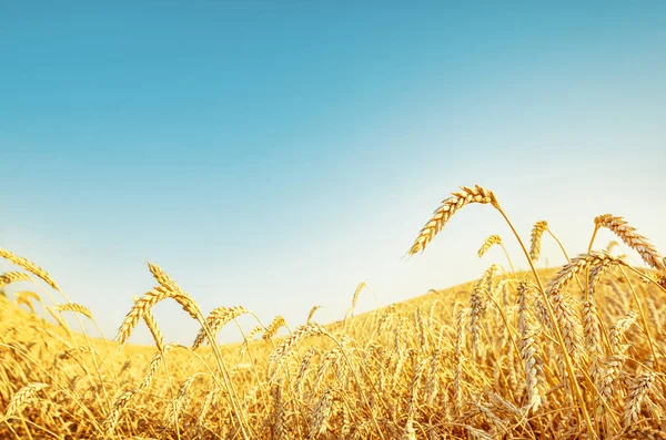 小麦波和蓝天 — 图库照片