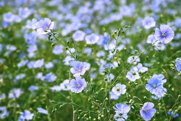 Flower and buds of flax plant — Stock Photo, Image
