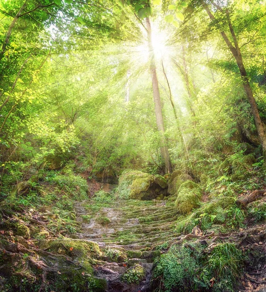 Drzew z sunshine w dzikim lesie — Zdjęcie stockowe