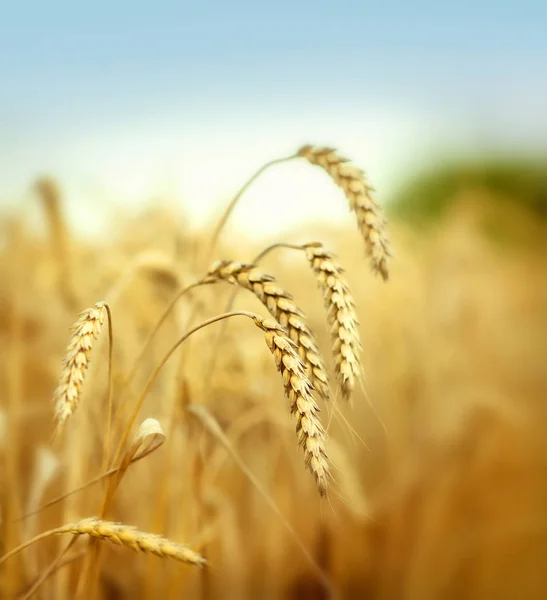 Fundo do campo de trigo — Fotografia de Stock