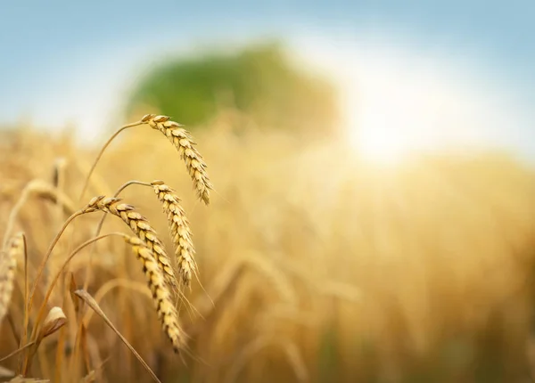 Campo di grano dorato nella giornata di sole — Foto Stock