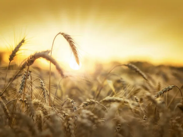 Golden wheat field in sunset — Stock Photo, Image