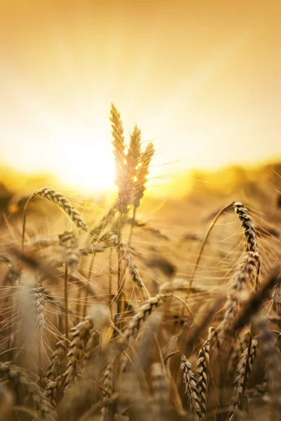 Wheat in sunset — Stock Photo, Image