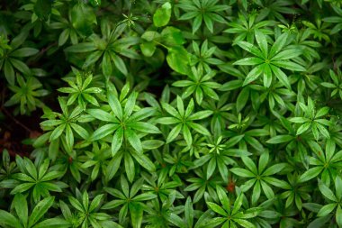 yaprak yeşil arka plan