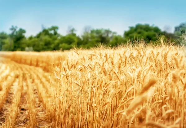 Campo de trigo dourado sob céu azul — Fotografia de Stock