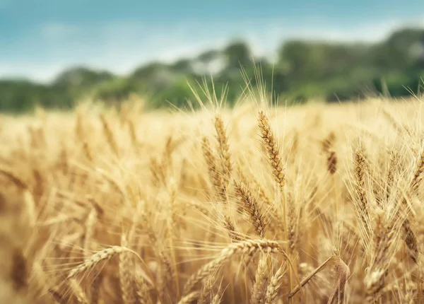 Fondo de campo de grano — Foto de Stock