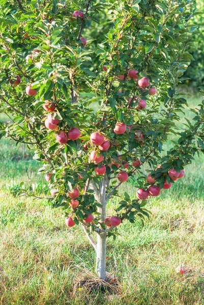 Jabloň Červený Náčelník Jablky Zahradě — Stock fotografie
