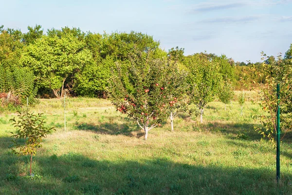 Tuin Met Appelboom Zomerdag — Stockfoto