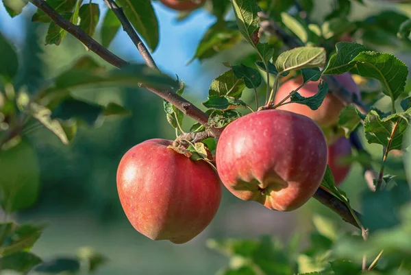Die Apfelsorte Red Chief Früchte Auf Einem Zweig — Stockfoto