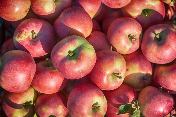 新鮮な赤いリンゴ りんごの品種 Red Chief — ストック写真