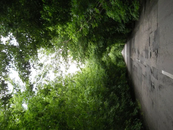 Camino Verano Túnel Árboles Verdes —  Fotos de Stock