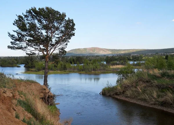 A pine tree grows on a steep bank of a river.