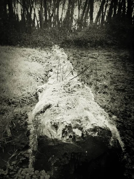 Grumes Tombées Sur Sol Forêt Couvertes Mousse — Photo