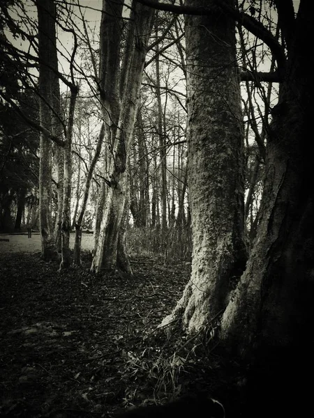 Vieux Arbres Dans Parc Eau Montrant Travers Les Arbres Arrière — Photo