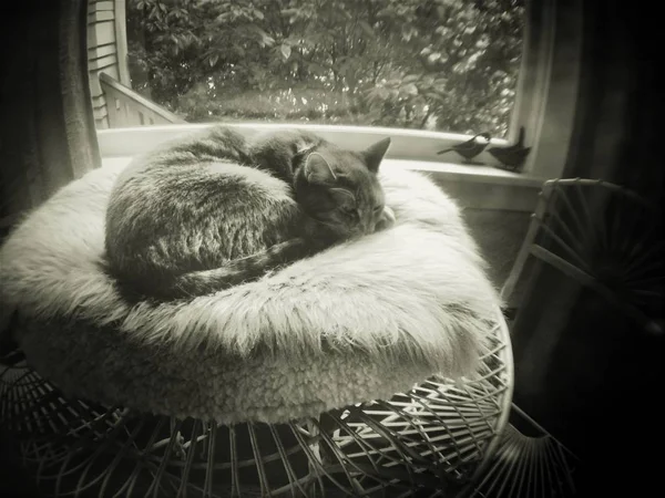 Cat sleeping on a furry cushion set near a window. Black and white vintage effect.