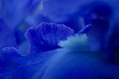 Parlak mavi iris çiçekleri yakın görünüm makro