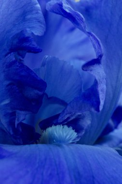 Parlak mavi iris çiçekleri yakın görünüm makro