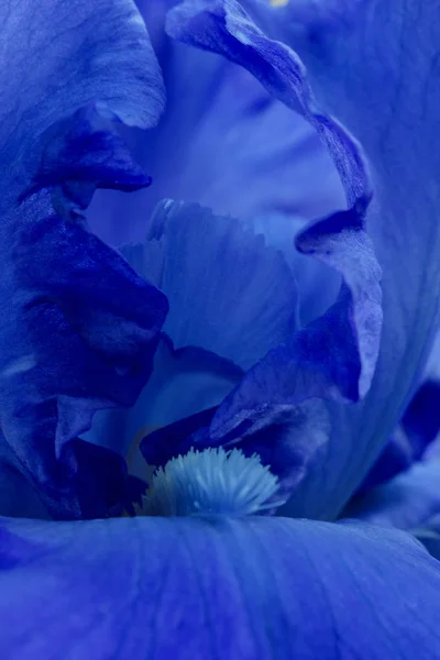 Яскраво-сині квіти райдужки крупним планом макро — стокове фото