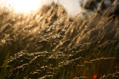 Sivri ile yabani çim alan manzara. Kırsal sahne. Doğa kavramı. Bulanık yumuşak odaklama.