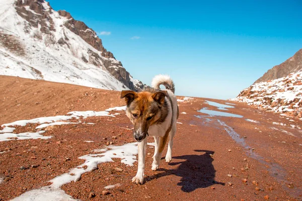 The dog walks in a mountainous area. Snow slopes against the background of the sky. — Stock Photo, Image