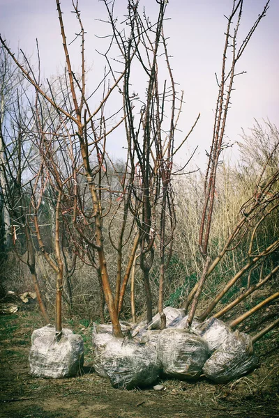 Молодые весенние саженцы деревьев с корнями, обернутыми пластиком и подготовленными к продаже и транспортировке по вертикали — стоковое фото