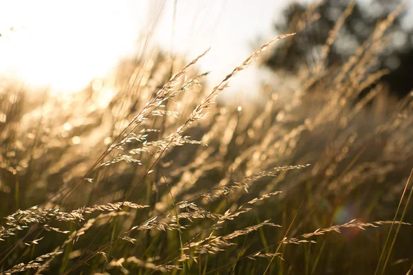 Campo de hierba salvaje paisaje con espigas. Escena rural. Concepto de naturaleza. Enfoque suave borroso . — Foto de Stock